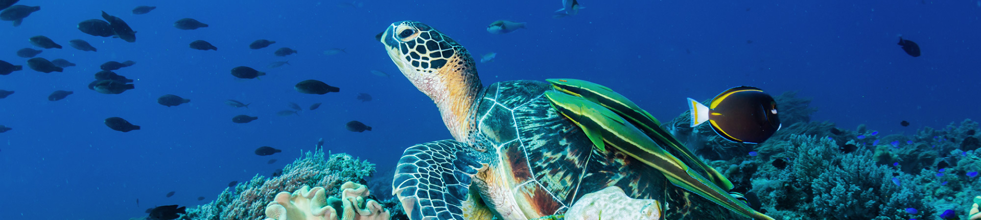 Tortue paisible dans l'eau illustrant l'engagement de GBH en matière de biodiversité et développement durable