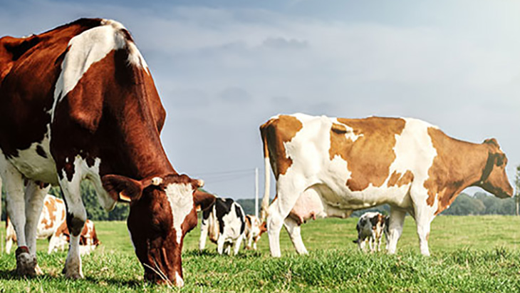 Herd of cows in a large field