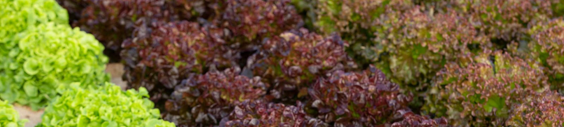 lettuce fields